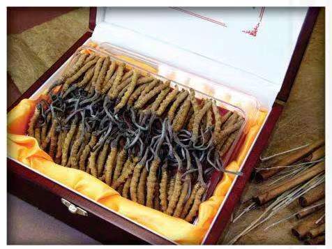 桐乡冬虫夏草回收